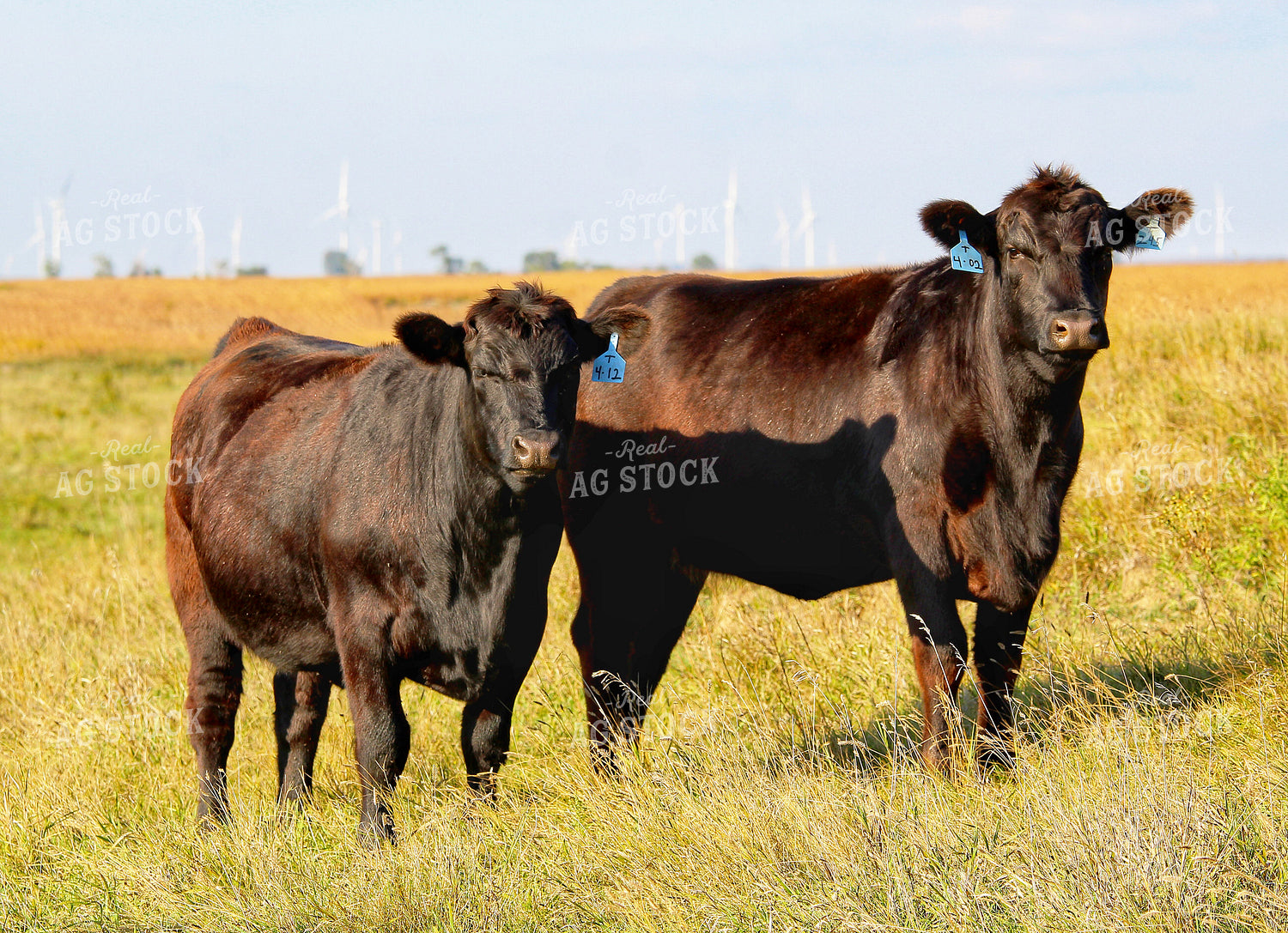 Cattle on Pasture 141408