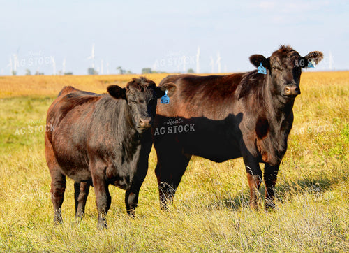 Cattle on Pasture 141408