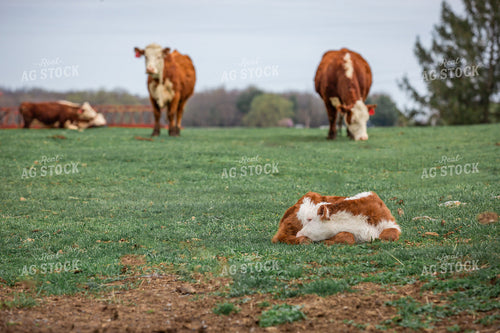 Hereford Calf 270501