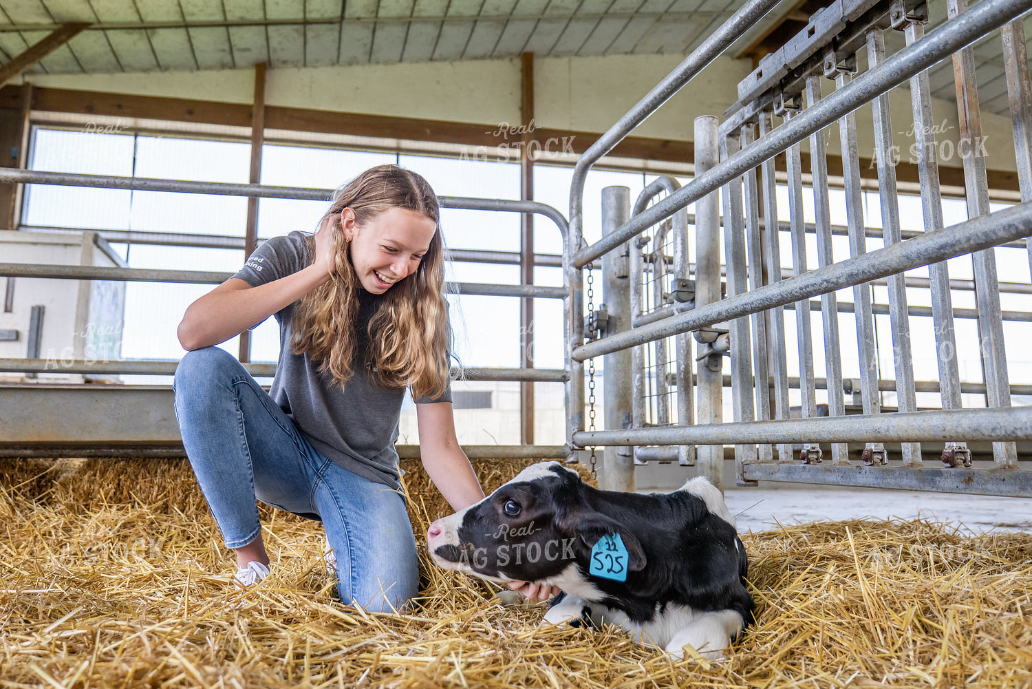 Farm Kid with Holstein Calf 270367