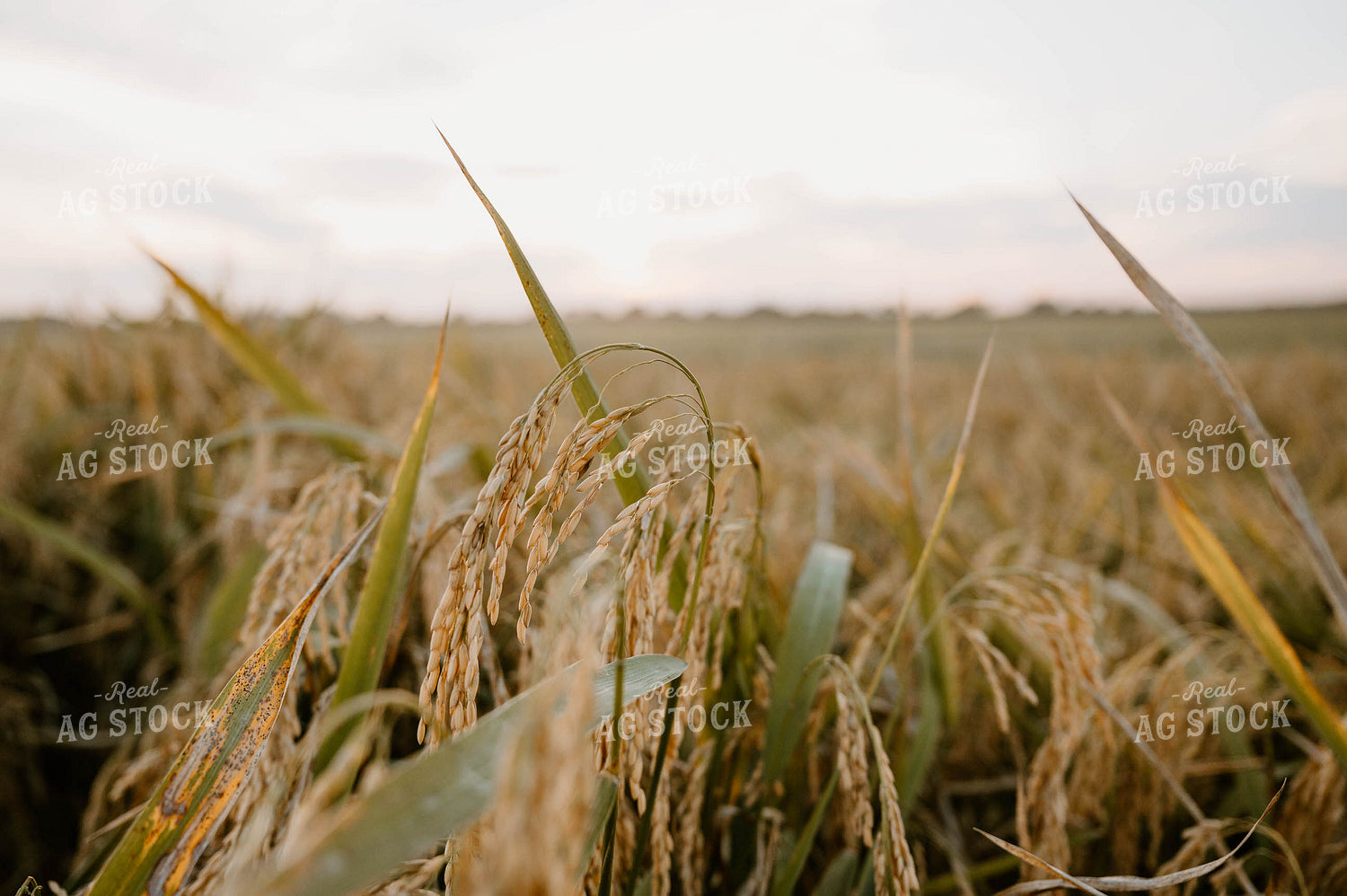 Rice Field 125191