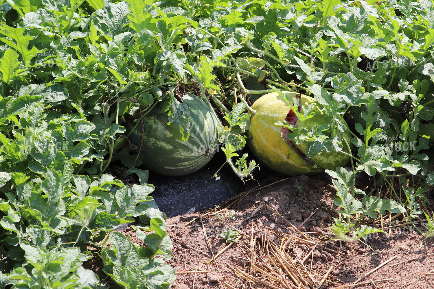 Watermelon 102081