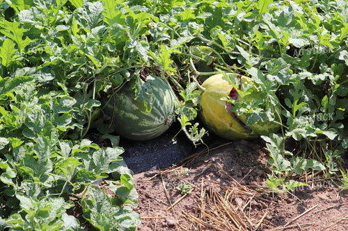 Watermelon 102081