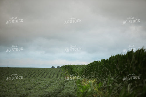 Green Corn and Soybean Field Border 6294