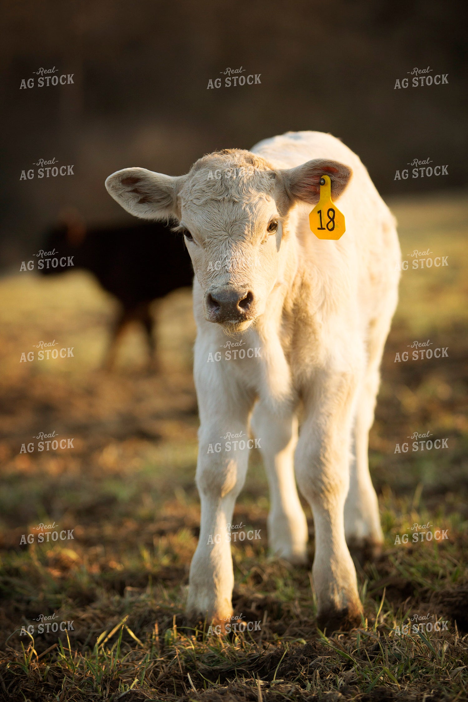 Calf - Charolais and Angus Cross 2278