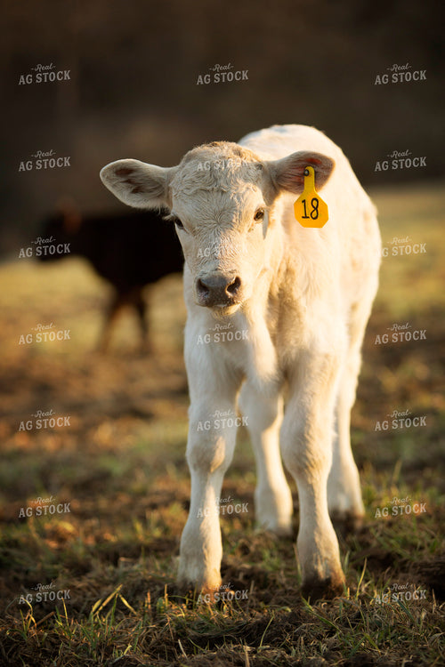 Calf - Charolais and Angus Cross 2278