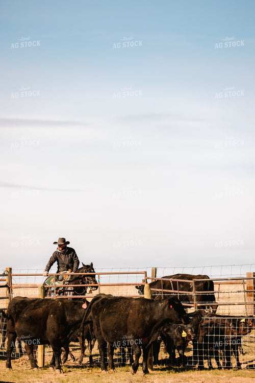 Rancher Roping Cattle on Ranch on Horseback 225017