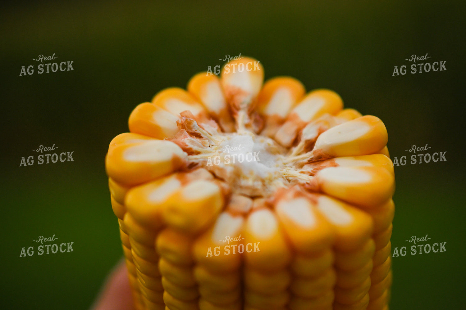 Broken Corn Ear 191249
