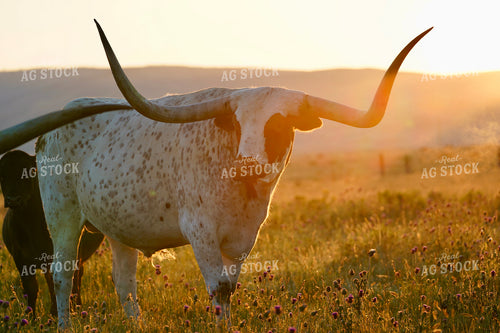 Longhorn Cattle 293040