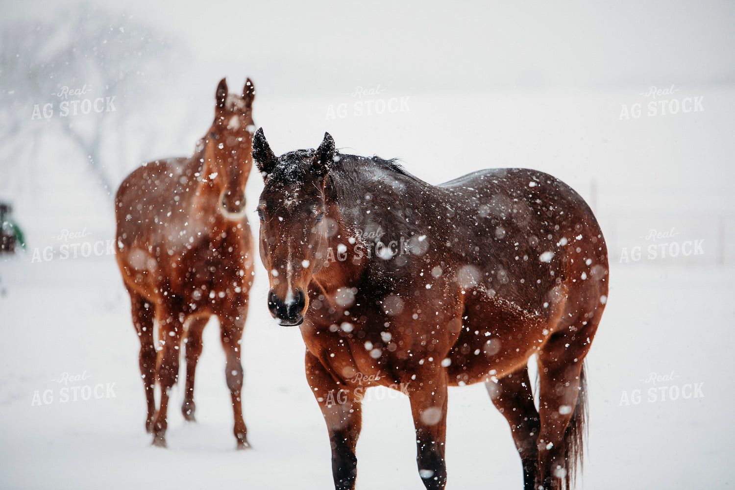 Horse in Snow 203079