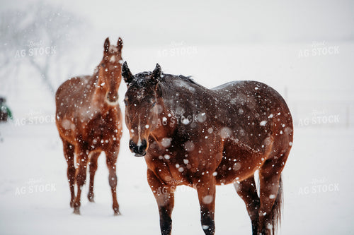 Horse in Snow 203079