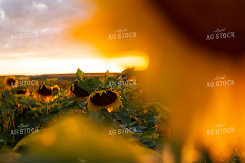 Sunflowers 2063