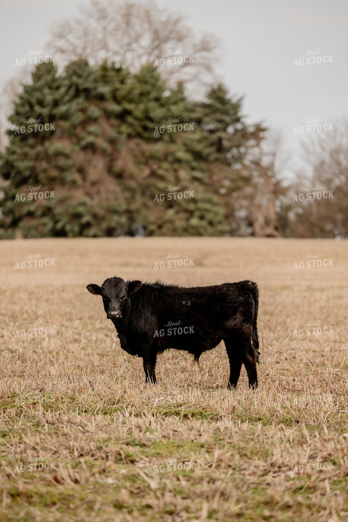 Black Angus Cattle Grazing 104050