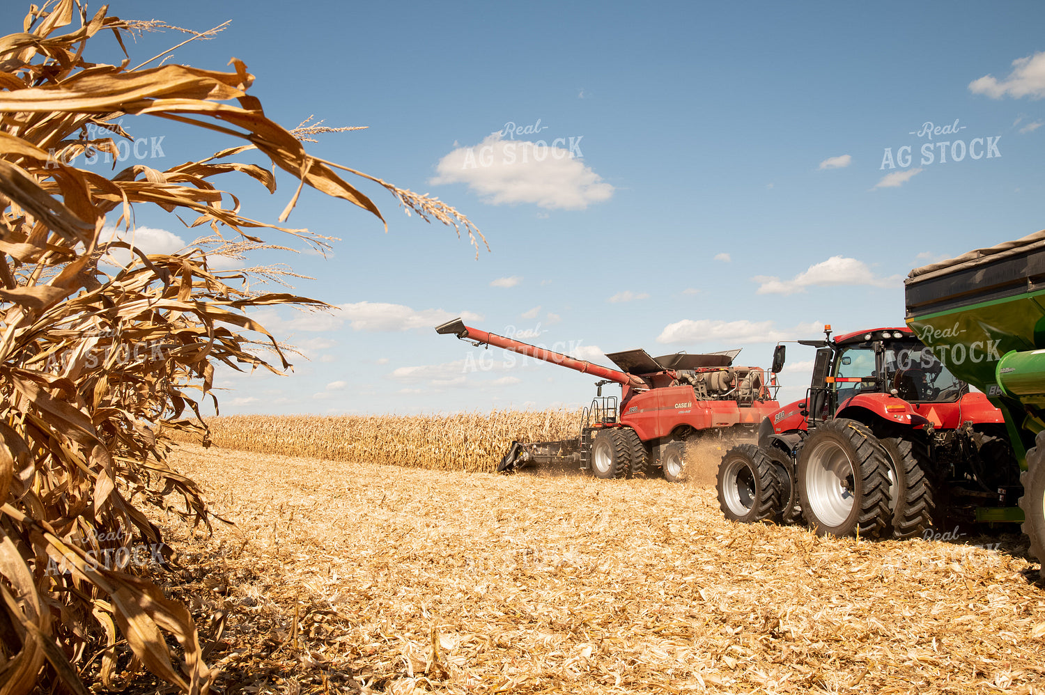 Corn Harvest 25943