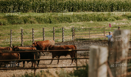 Cattle and Farmer in Farmyard 77133