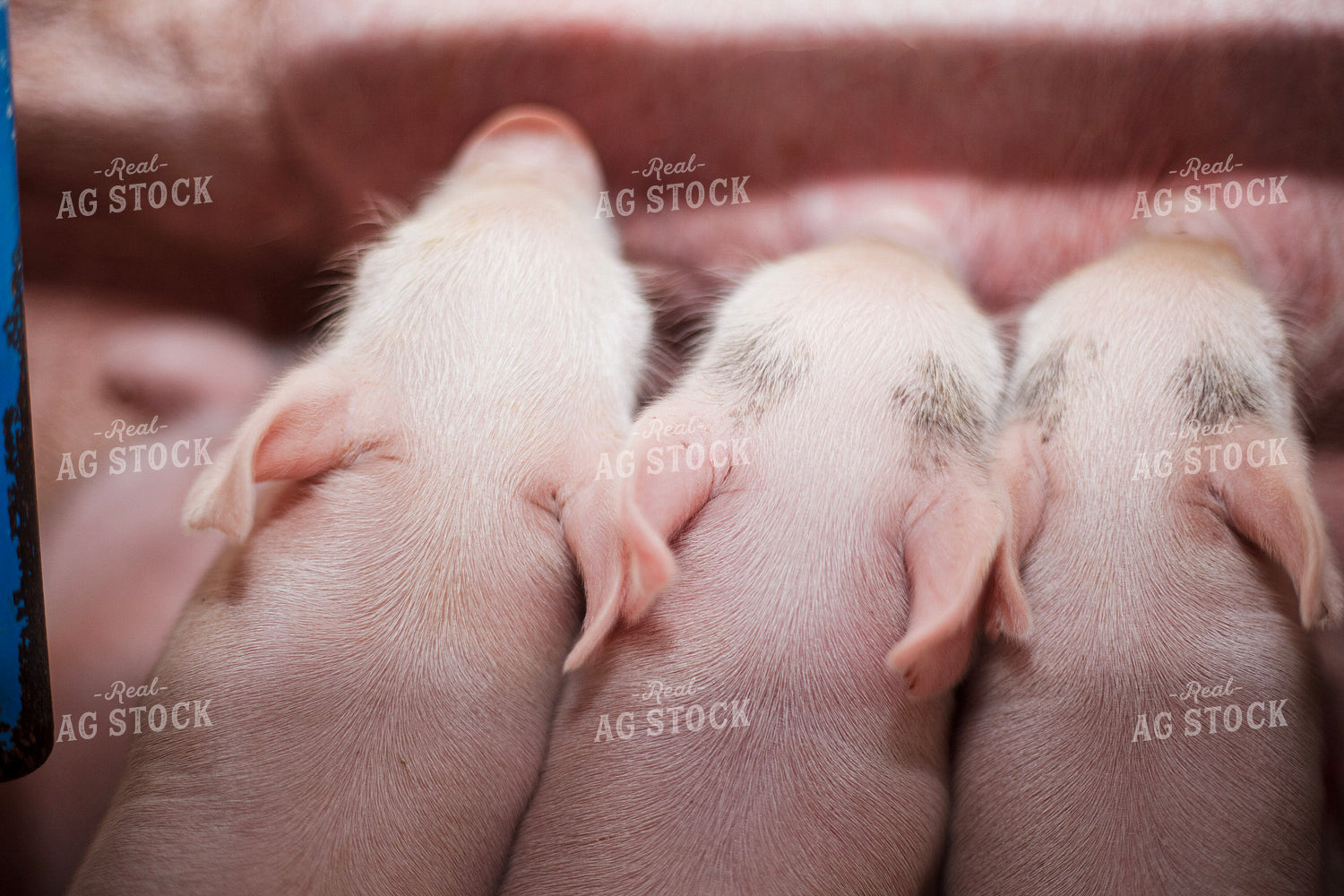 Piglets 132213