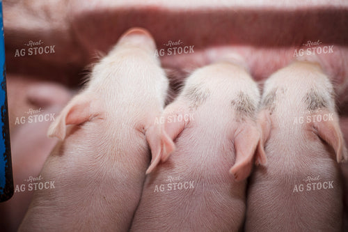 Piglets 132213