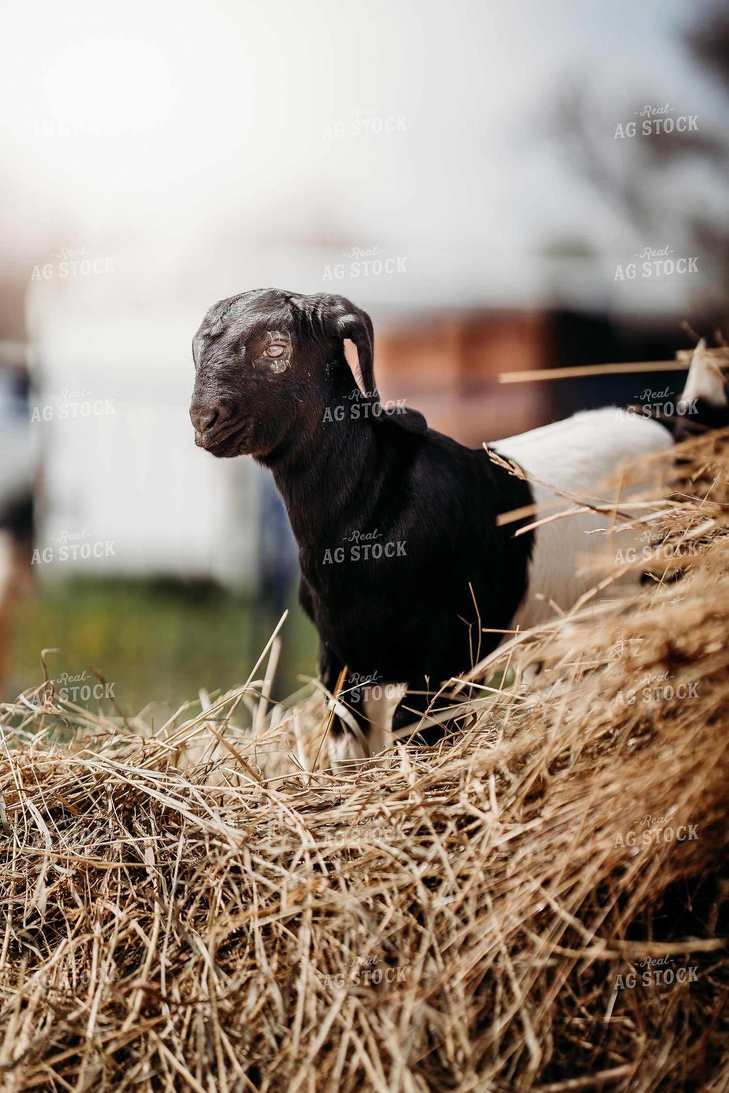 Goat 196270