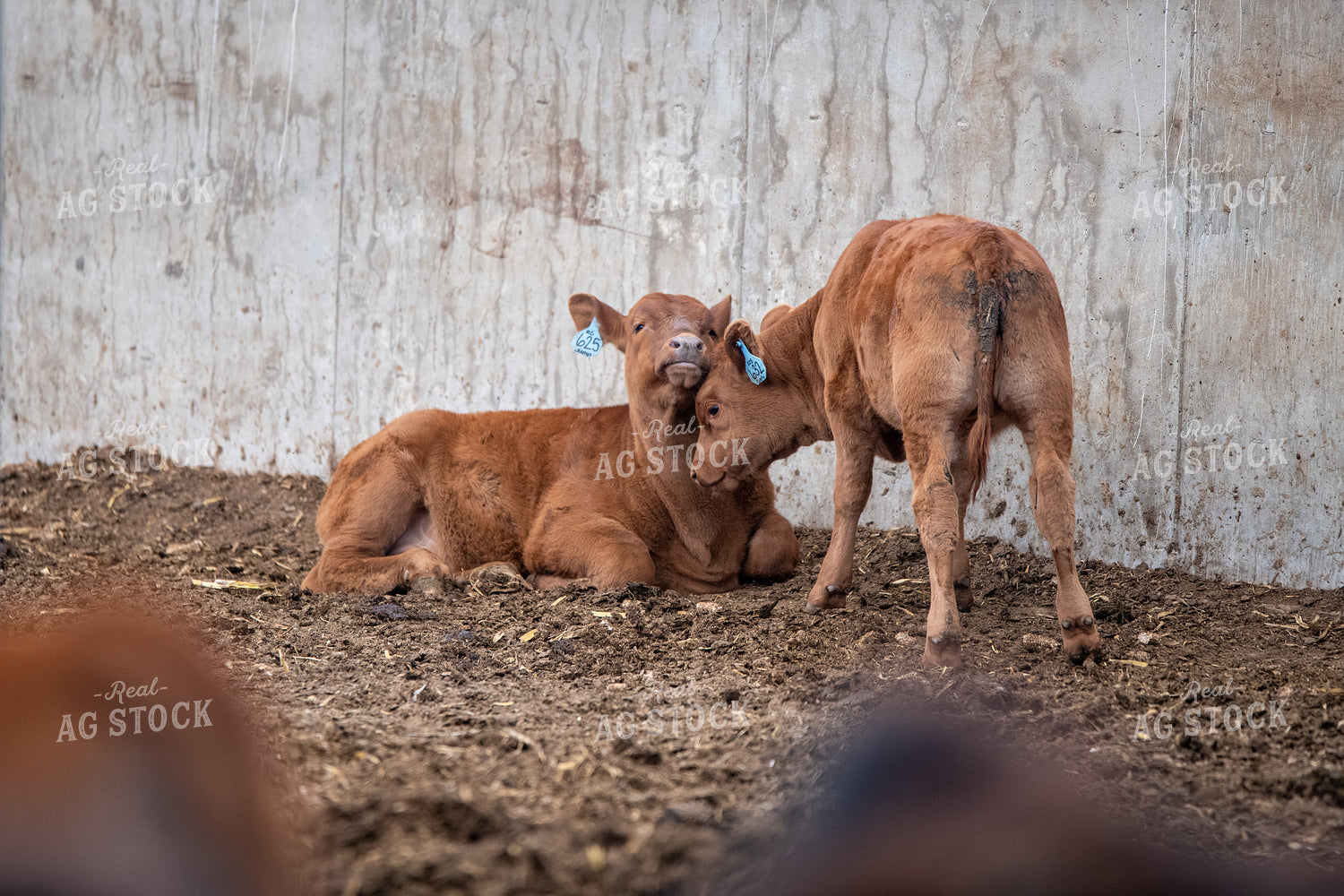 Red Angus Calves 193087