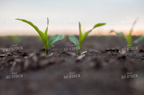Corn - Early Growth 1184
