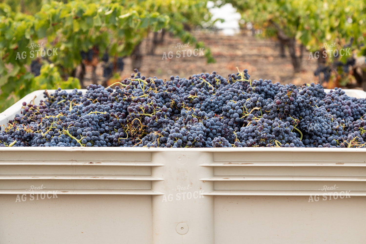 Grape Harvest 276027