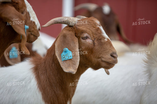 Goats on Farm 90029