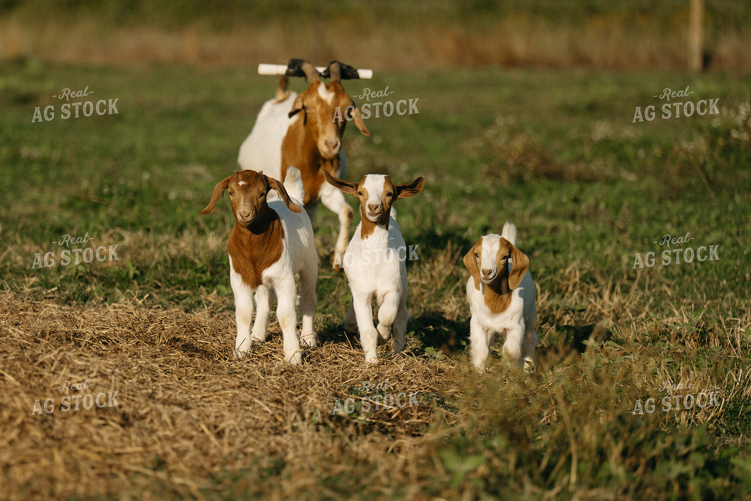 Goats 125305