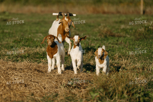 Goats 125305