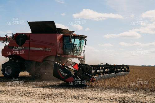 Edible Bean Harvest 204022