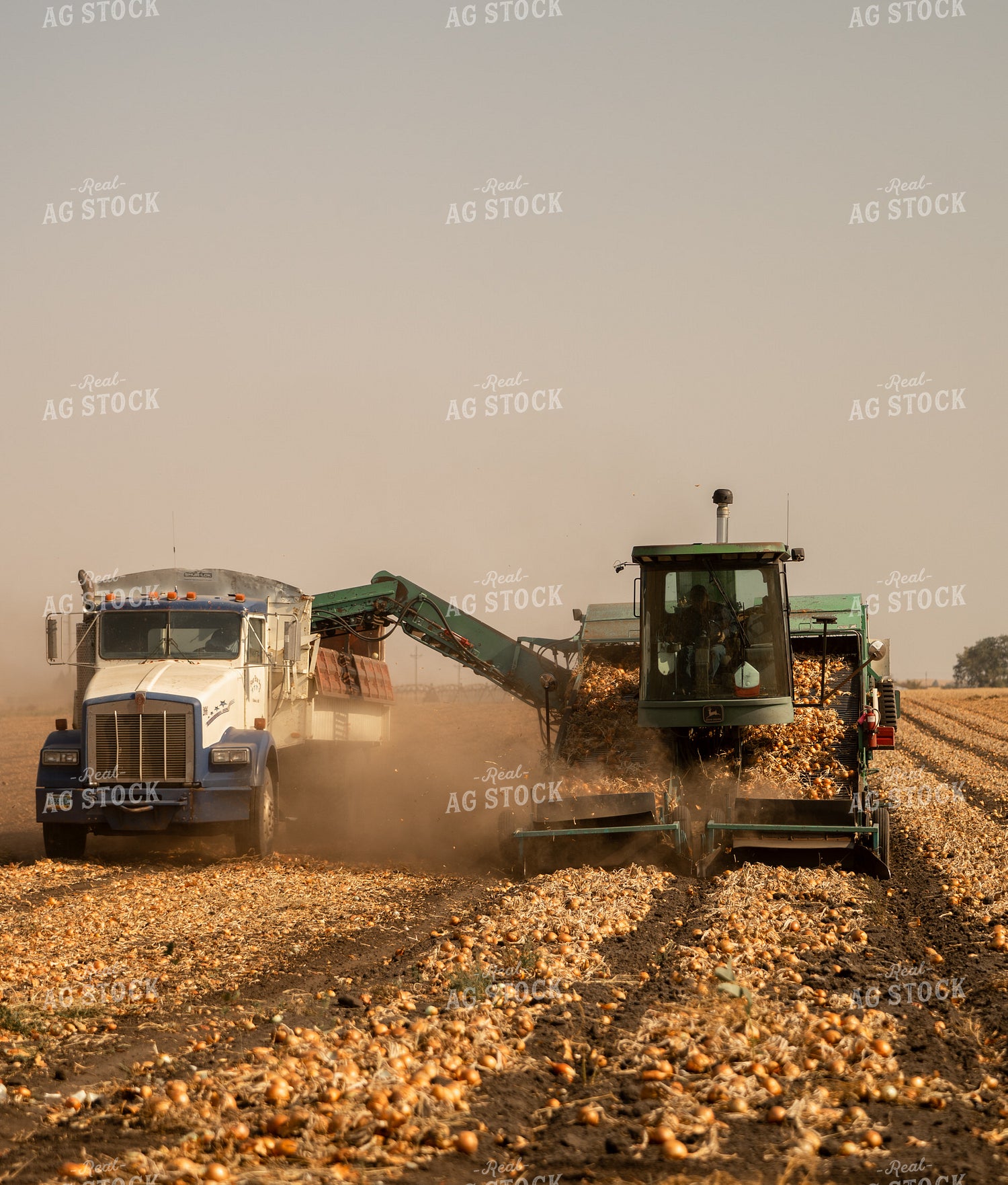 Onion Harvest 185180