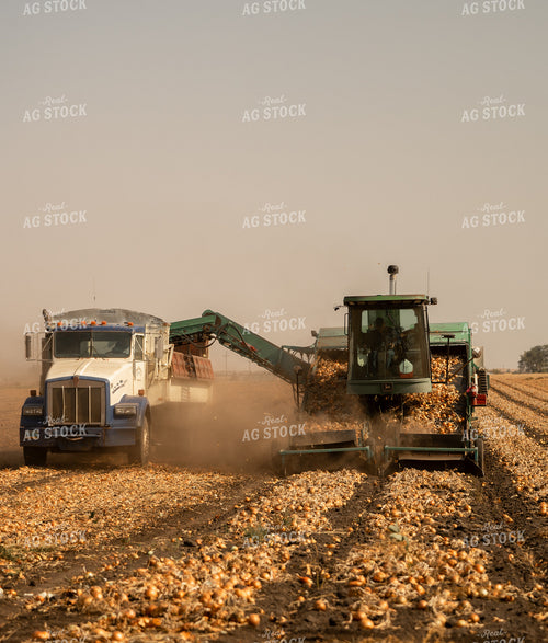 Onion Harvest 185180
