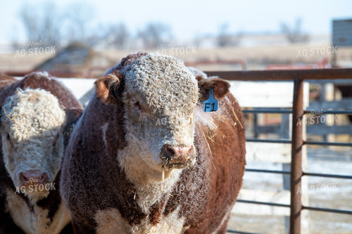 Hereford Bulls in Winter 212093