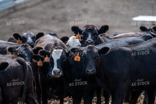Feedlot Cattle 193127