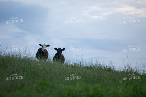 Cattle on Pasture 189000