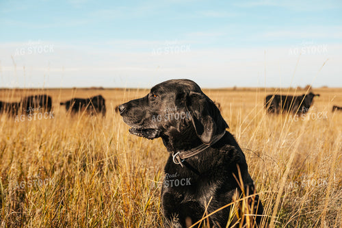 Ranch Dog in Pasture 187079