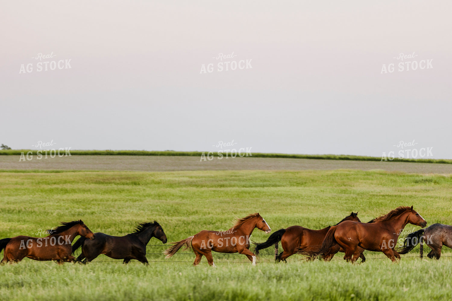 Horses 207009