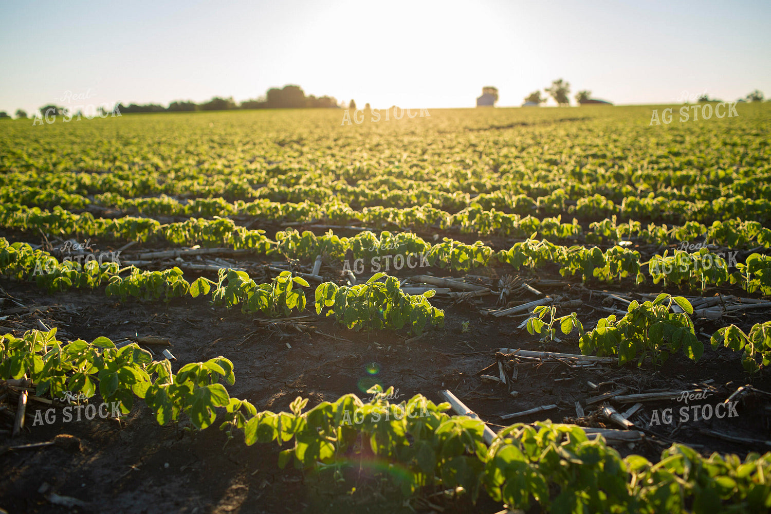 Soybeans - Early Growth 1418