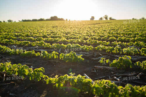 Soybeans - Early Growth 1418