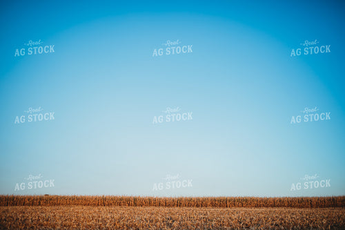 Partially Picked Corn Field 3423