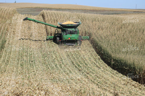 Corn Harvest 82092