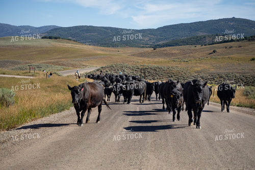 Cattle Drive 117417