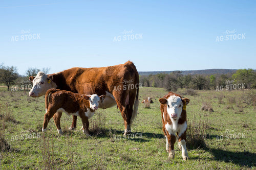 Hereford Cows and Calves 161025