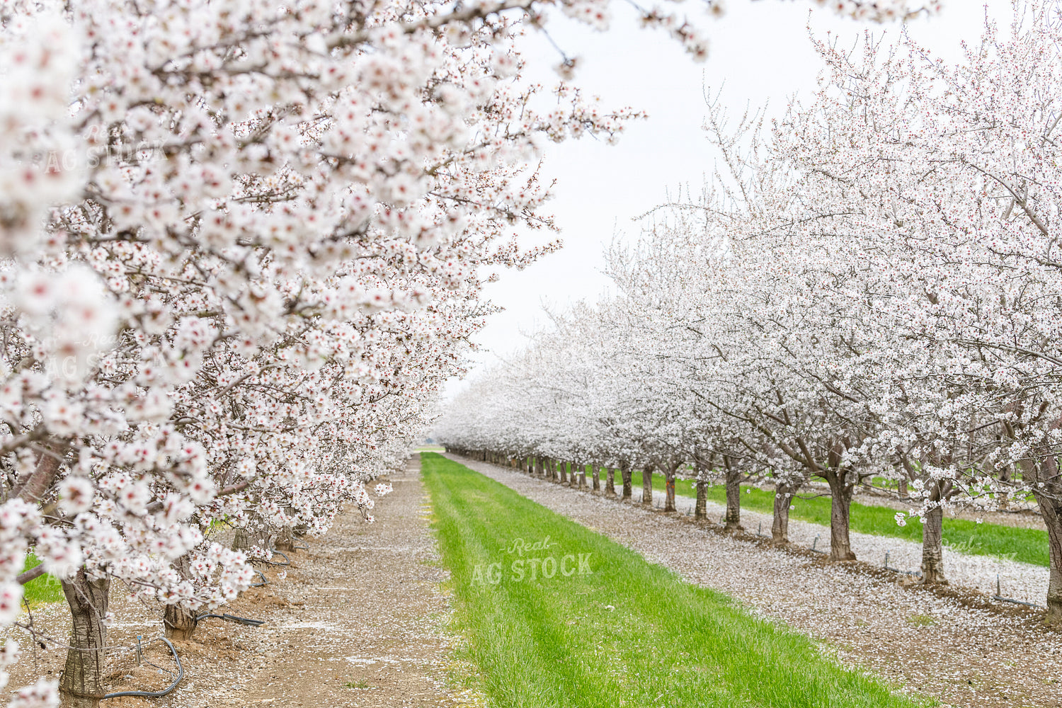 Almond Blossoms on Almond Trees 107093