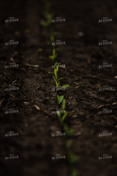Planting 2894