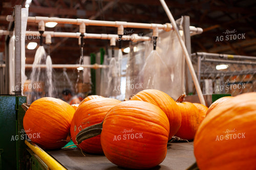 Cleaning Pumpkins 132248