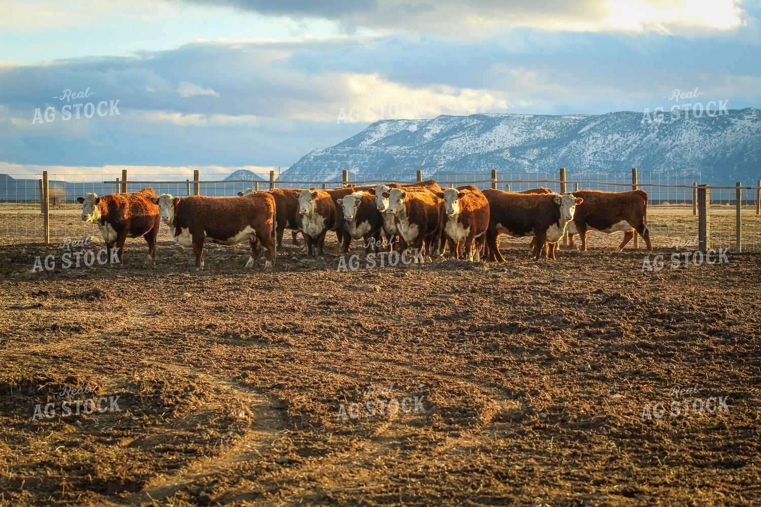 Bred Hereford Heifer Cattle 78162