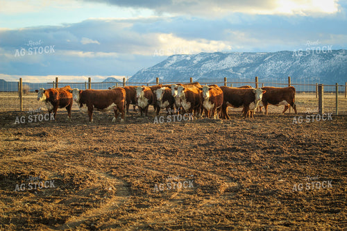 Bred Hereford Heifer Cattle 78162