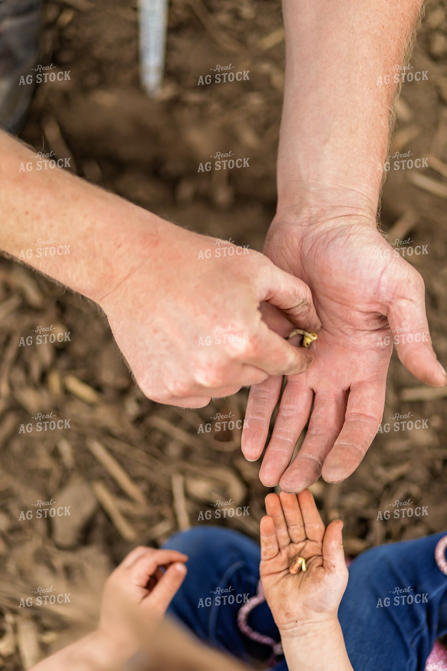 Farmer and Daughter Checking Soybeans 93298