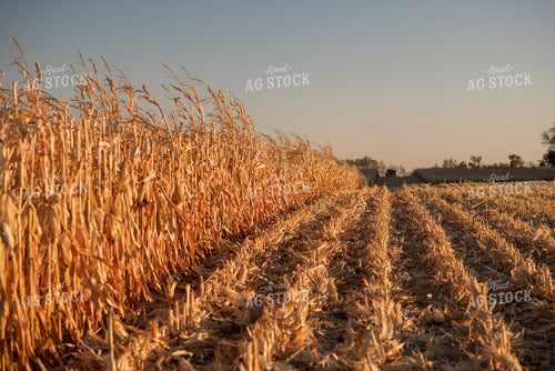 Corn Harvest 76713