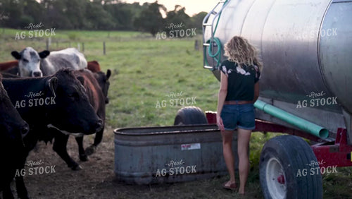 Farm Family Watering Cattle in the Pasture - 379